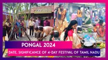 Pongal 2024: Date And Significance Of The 4-Day Harvest Festival Celebrated In Tamil Nadu; Know About Bhogi Pongal, Surya Pongal, Mattu Pongal, Kaanum Pongal