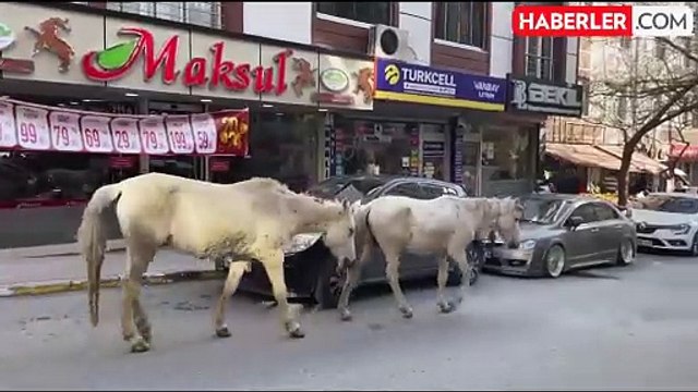 Görüntü İstanbul'dan! Başıboş atlar sokak ortasında geziyor