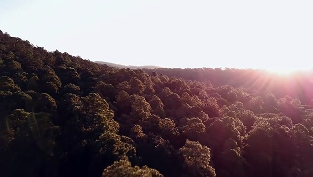 sun rays over forest treetops