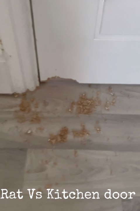 Rat sneaks into family's bedroom where baby sleeps after chewing on ...