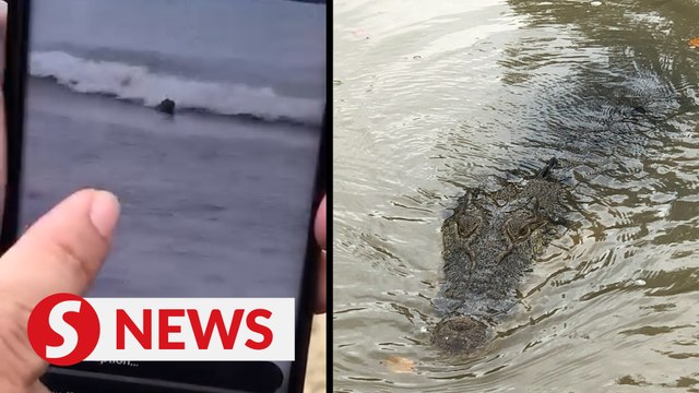 Sabah Wildlife to monitor Likas Bay for crocs