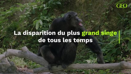 Les leçons à tirer de la disparition du plus grand singe de tous les temps