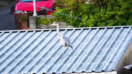 Heron visits Pembroke Dock garden