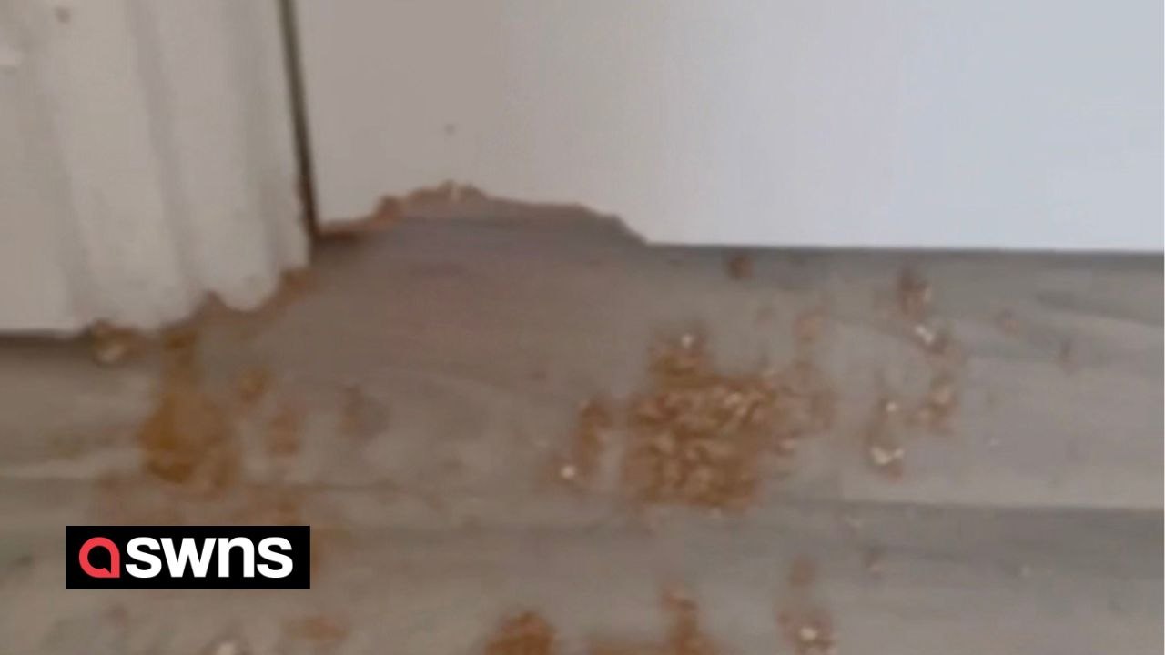 Rat chews through couple's kitchen door and sneaks into their bedroom ...