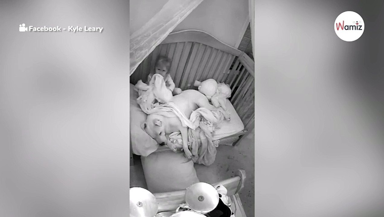 Riesiger Pitbull schleicht ins Kinderzimmer: Plötzlich wird das kleine Mädchen wach...