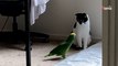 Papagei geht auf Katze zu und sorgt für einen Moment zum Totlachen!