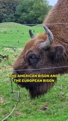 Bison animals facts