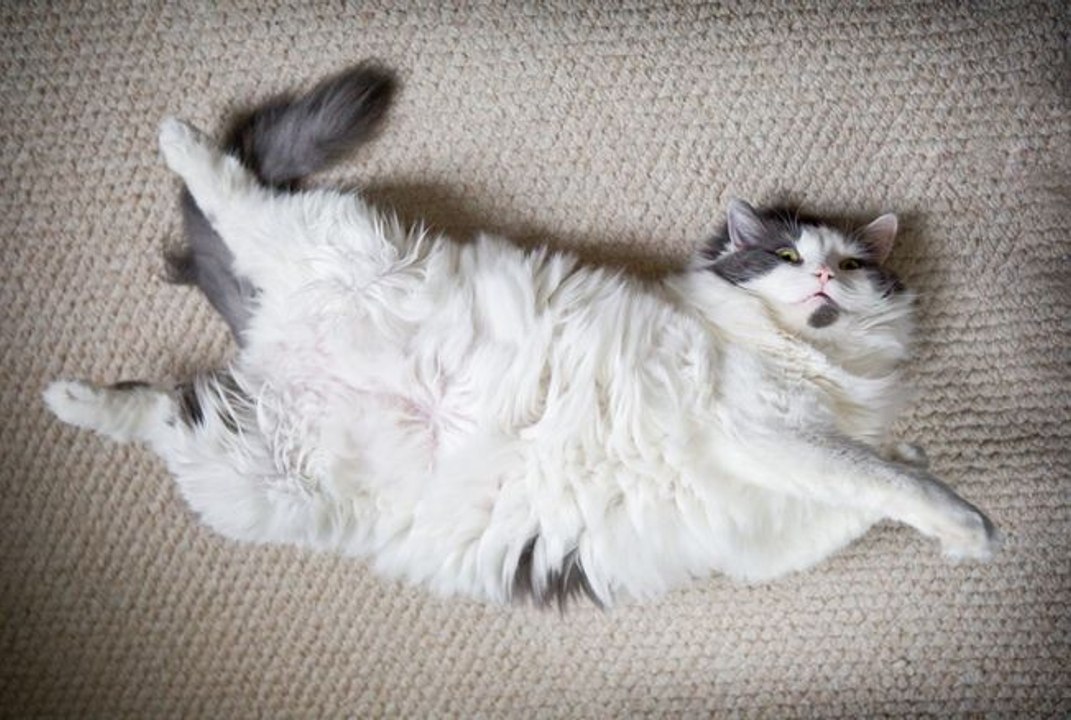 5 astuces pour retirer les poils de chiens et chats de votre intérieur