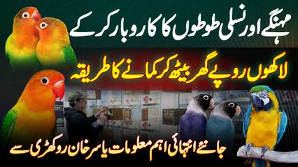 Ghar Mein Parrots Ka Business Kar Ke Lakhon Rupees Kamane Ka Tarika Jaaniye Yasir Khan Rokhri Se