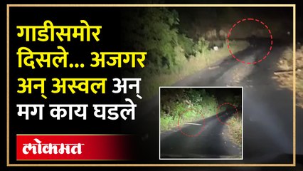 ते घरी जात होते अन् गाडीसमोरच आले एकाचवेळी अजगर अन् अस्वल...