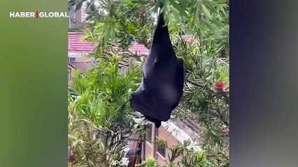 Uyuyan yarasayı korkutarak uyandırdığı anlar sosyal medyayı salladı