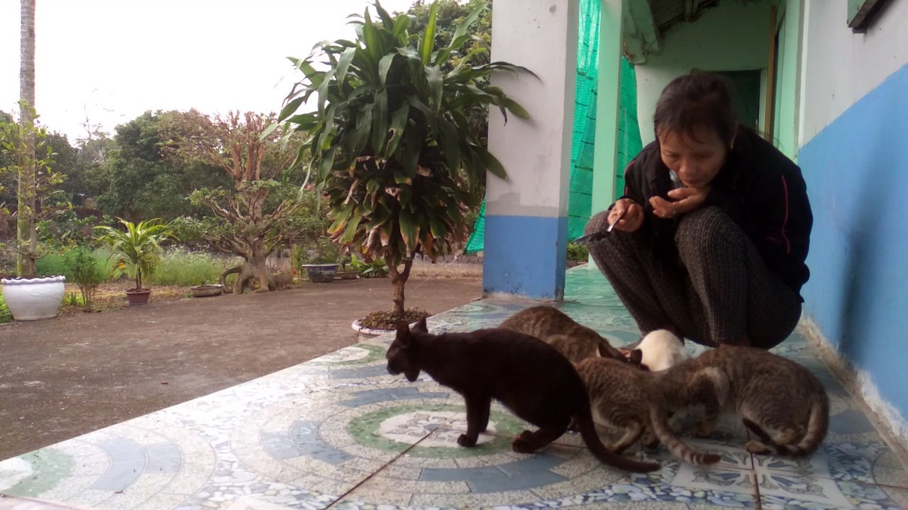 cat cute videos p6