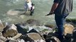 Carcaça de baleia permanece em praia de Florianópolis após 6 dias