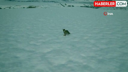 Karda yiyecek arayan tilki dron kamerasına takıldı