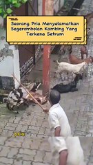 Seorang Pria Menyelamatkan Segerombolan Kambing Yang Terkena Setrum