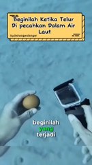 Beginilah Ketika Telur Di pecahkan Dalam Air Laut
