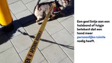 Geel lintje bij honden