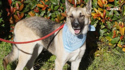 Eiskalt: Halter ziehen um und lassen ihre Hündin zurück