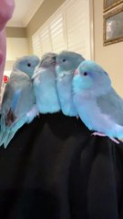 Little Parrotlets Snuggle Together