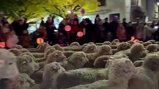 Défilé de moutons pour les festivités de Noël de Bernis