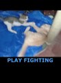 CAT fight  cat meow cat videos cat sound
