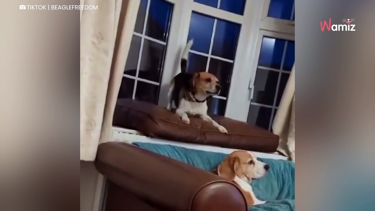 Beagle aus Labor gerettet: In seinem neuen Zuhause strömt er über vor Glück (Video)
