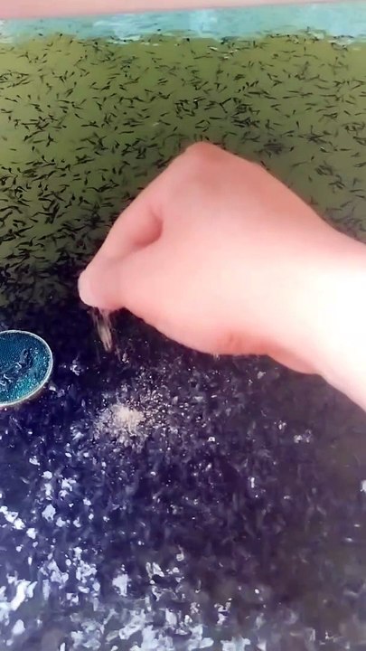 Pemberian pelet kering ( pf100 / fengli ) SATU TITIK saja, jangan disebar, ini ALASANYA❗