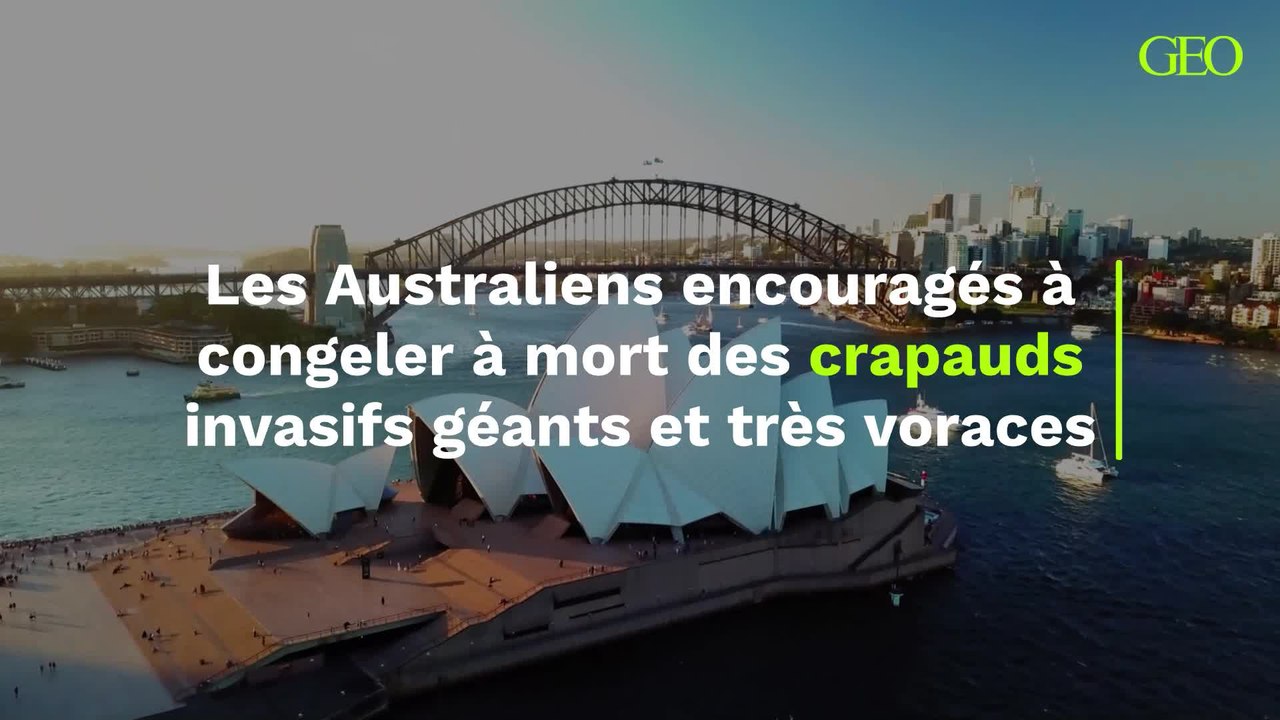 Les habitants encouragés à congeler à mort des crapauds invasifs géants et très voraces en Australie