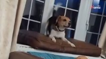 Video: La gioia di un Beagle salvato da un laboratorio quando scopre la sua nuova casa