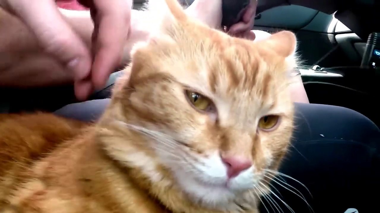3D Printing - Cat Armor