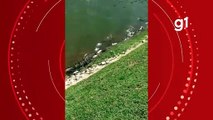 Moradores gravaram peixes mortos na lagoa do parque - MT