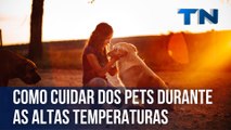 Como cuidar dos pets durante as altas temperaturas