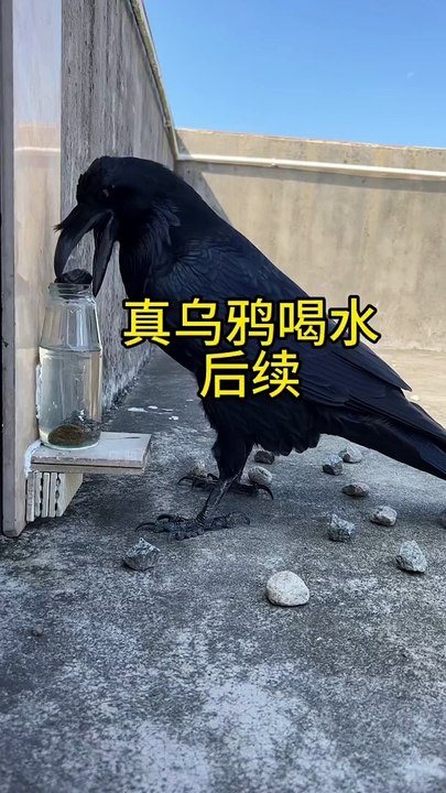 Thirsty crow