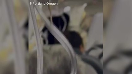 Aterrizaje de emergencia después de perder una puerta en pleno vuelo