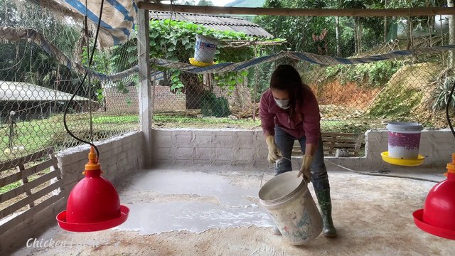 Disinfect the barn before raising chickens, taking care of chickens and vegetable gardens