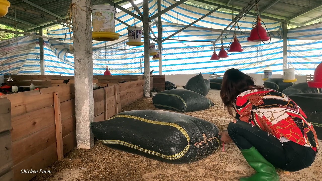 Raising chickens, chicken prices are cheap, farmers know what to do