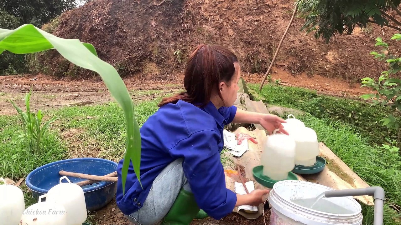 Raise chickens, harvest vegetables, weed for corn plants