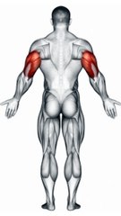 Sculpted Triceps #tricepsworkout  #armday  #sculptedarms  #fitnessjourney #bodybuilding #shorts