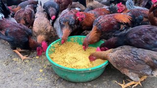 Take care of chickens, chickens are sluggish, traders buy cheap