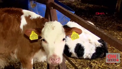 Tarım Bakanlığı’ndan hayvancılığa destek