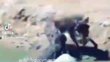 swimming with a Nile crocodilian, crocodile roar, nile crocodile the large armored tanks of Africa  #nileshbagul #nileshbagul #nileshbagul #nile #niles #niloyalamgir #nilesh25 #nilecrocodiles   #crocodile florida #nile crocodile roar #nile crocodile sp