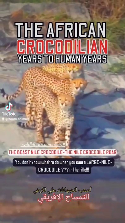 swimming with a Nile crocodilian, the beast Nile crocodile roaring, nile crocodile florida boots strength and speed  #nileshbagul #nileshbagul #nileshbagul #nile #niles #niloyalamgir #nilesh25 #nilecrocodiles   #crocodile florida #nile crocodile roar #nil