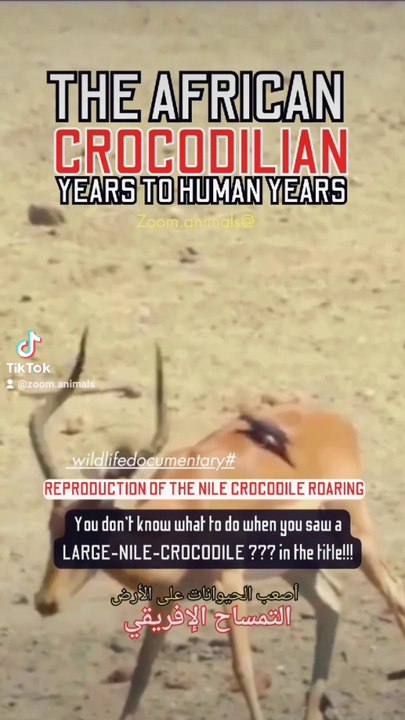 swimming with a Nile crocodile, reproduction of a Nile crocodile roar, nile crocodile nile crocodile florida nile crocodile roar nile crocodile speed nile crocodile scientific name read naturally nile crocodile r watson nile crocodile boots rhino vs nile