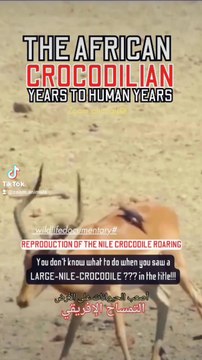 swimming with a Nile crocodile, reproduction of a Nile crocodile roar, nile crocodile nile crocodile florida nile crocodile roar nile crocodile speed nile crocodile scientific name read naturally nile crocodile r watson nile crocodile boots rhino vs nile