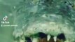 nile crocodile florida roaring, a crocodile short legs, reproduction of the nile crocodile florida , nile crocodile the armored tanks of Africa  #nileshbagul #nileshbagul #nileshbagul #nile #niles #niloyalamgir #nilesh25 #nilecrocodiles   #crocodile