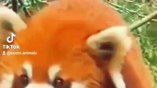red panda fox tattoo, red fox lifestyle, snow leopard hunting ibex #animal #yakfight #bigcat #nature #deosainationalpark #snowleopard #yaks #yaksha #yaksharuthlessoperations #yakshas #redfoxsquirrel #redfoxtherian #