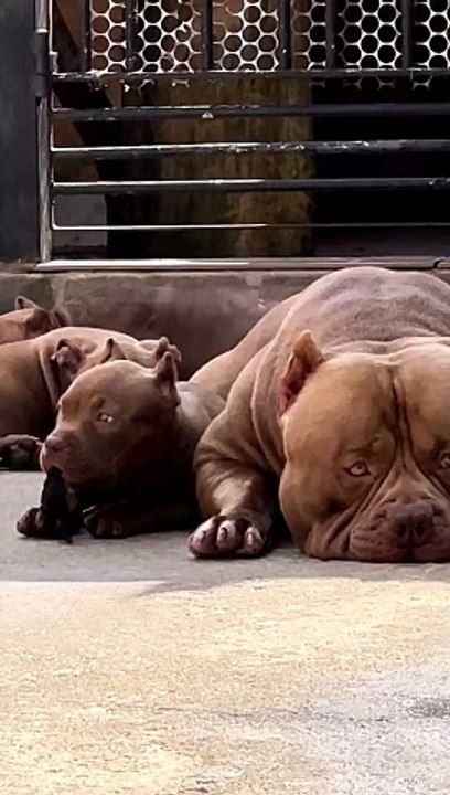 Dogs lovers