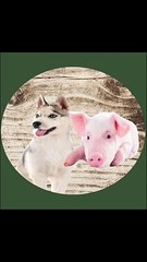 * Cerdiño y María: Descubriendo juntos el fascinante universo