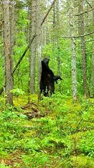 Black Bear Scratches Its Back