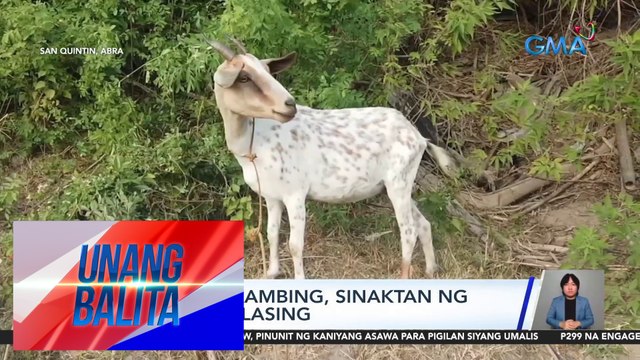 Buntis na kambing, sinaktan ng 3 lalaking lasing | UB
